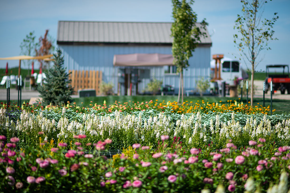 DIY Bulk Flower Picking: Tips for a Successful Harvest